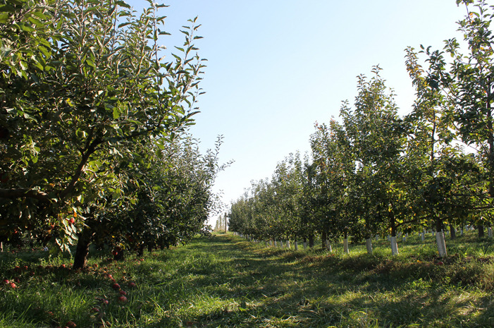 #17 Herman's Farm, St. Charles, Mo.