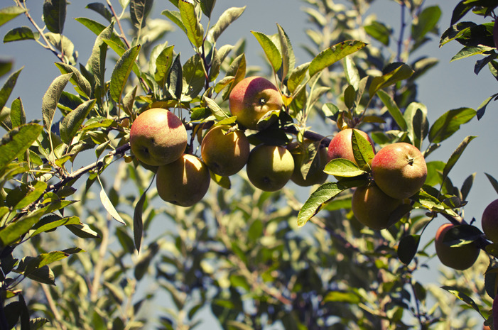 #18 Weston Antique Apples, New Berlin, Wis.