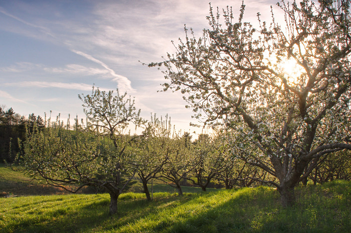 #1 Lawrence Farms Orchards, Newburgh, N.Y.