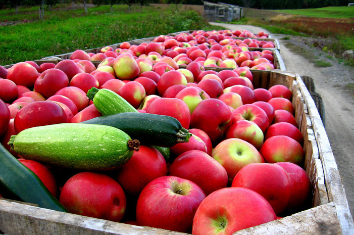 #5 Masker Orchards, Warwick, N.Y.