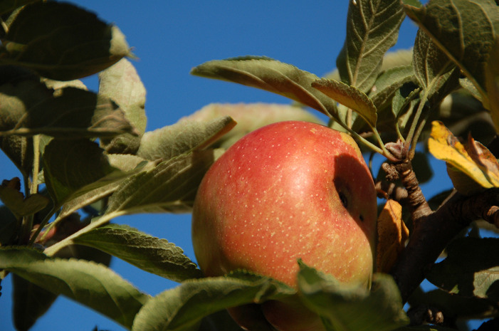 #6 Mill's Apple Farm, Marine, Ill.