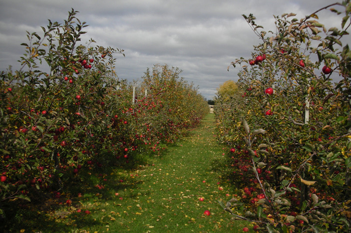 #7 Linvilla Orchards, Media, Pa.