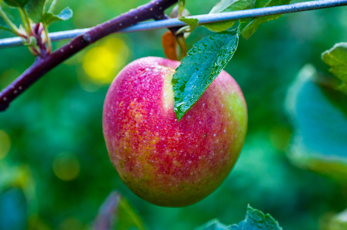 #8 Kiyokawa Family Orchards, Parkdale, Ore.