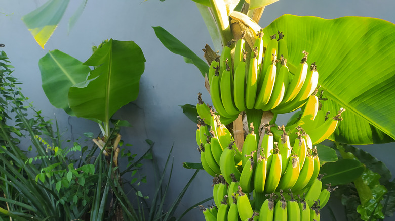 banana plant with fruit in backyard garden