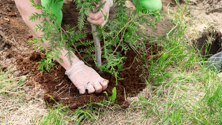 person planting tree in backyard