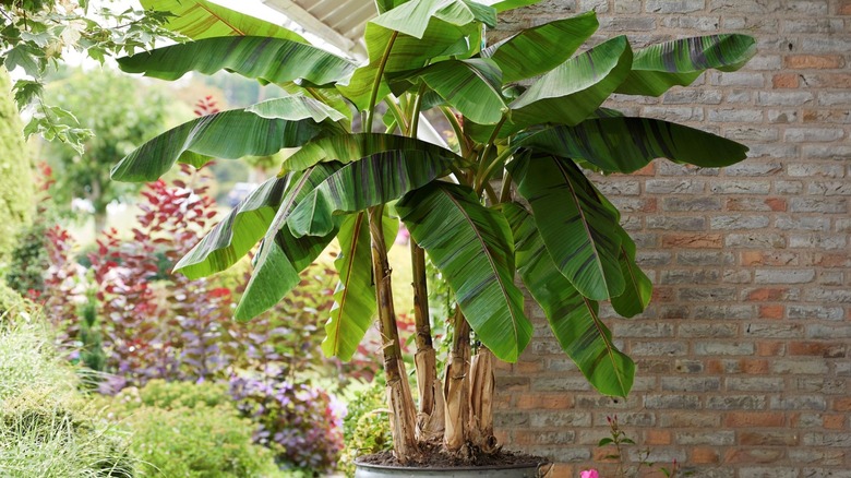 Dwarf variety banana plant in planter