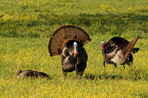 Fun Facts You Didn't Know About Turkey