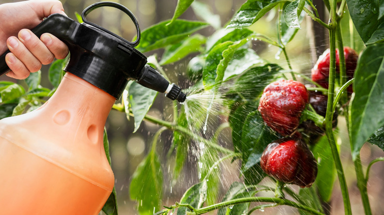 Spraying vegetables with castile soap solution
