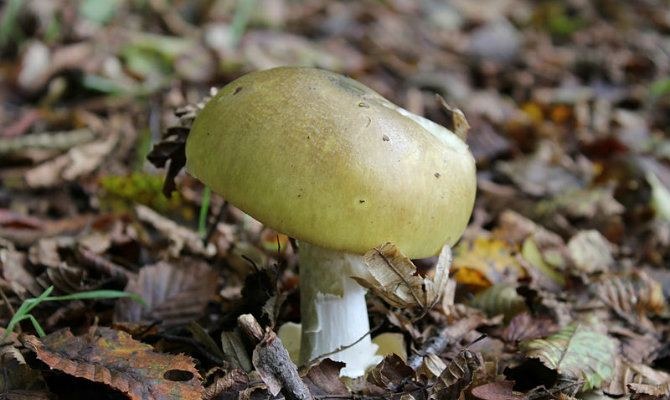Death cap mushroom