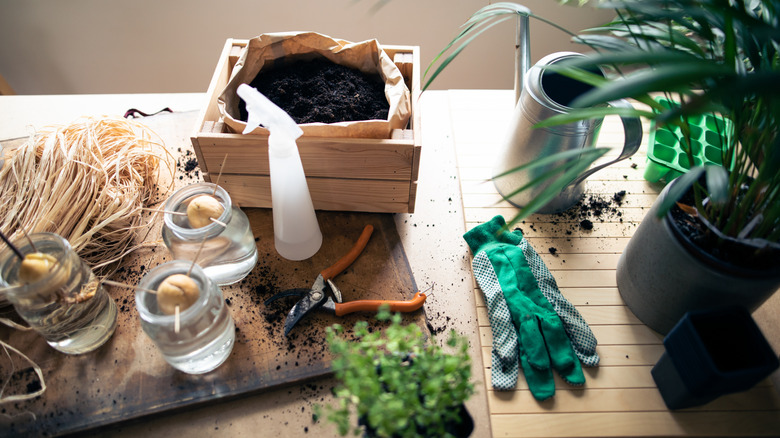 A table arranged for indoor gardening