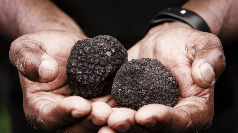 Two black truffles being held by a pair of hands