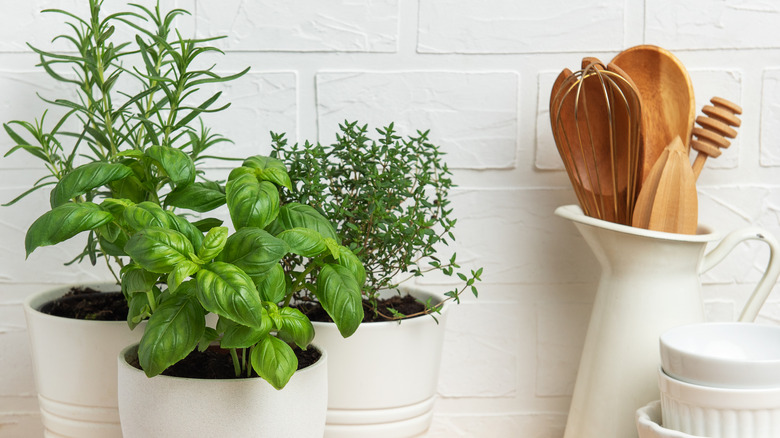 Herbs in containers on a kitchen counter