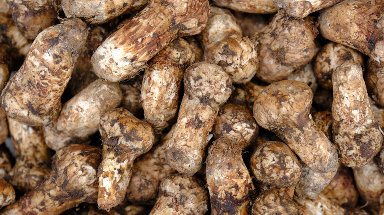 Pile of matsutake mushrooms
