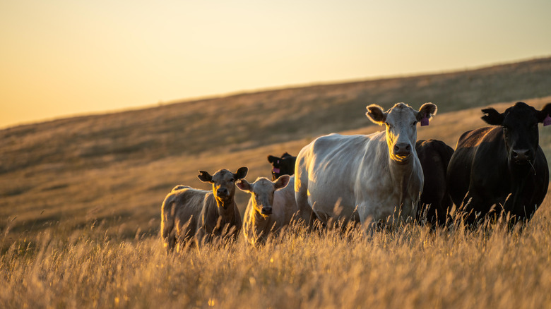 A group of beef cattle standing amid tall yellow grass