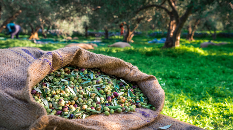 Bag of harvested olives