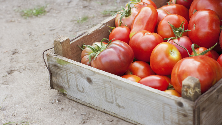 Crate of tomatoes