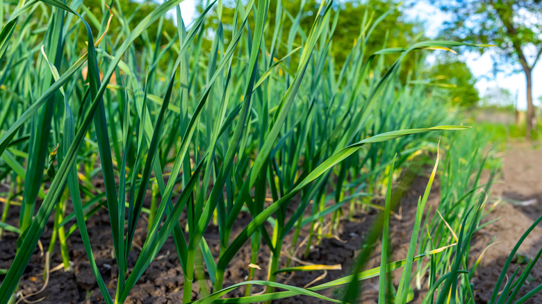 Green garlic growing