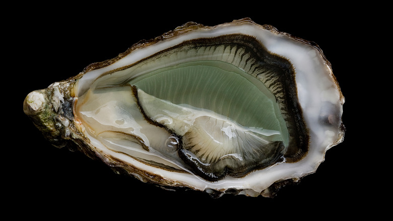 green gill oyster on black background