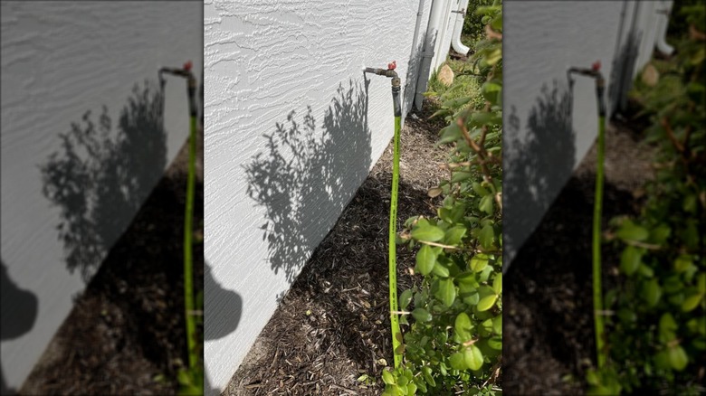 Flexzilla garden hose connected to an outdoor faucet