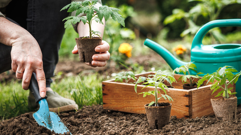Person using a trowel while planting a box of tomato saplings with a watering can nearby
