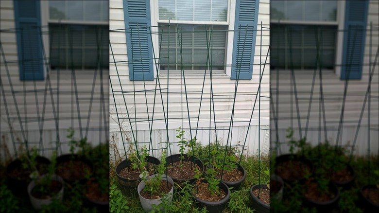 Several Vigoro green metal trellises in potted plants in a backyard