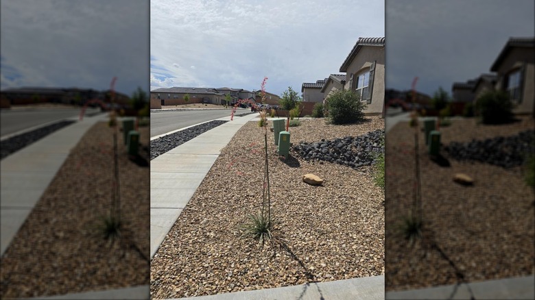 View of Vigoro plant support stake holding up tall flowering plant near homeowner's curb
