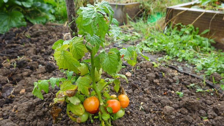 Tomato plants surrounded by soil