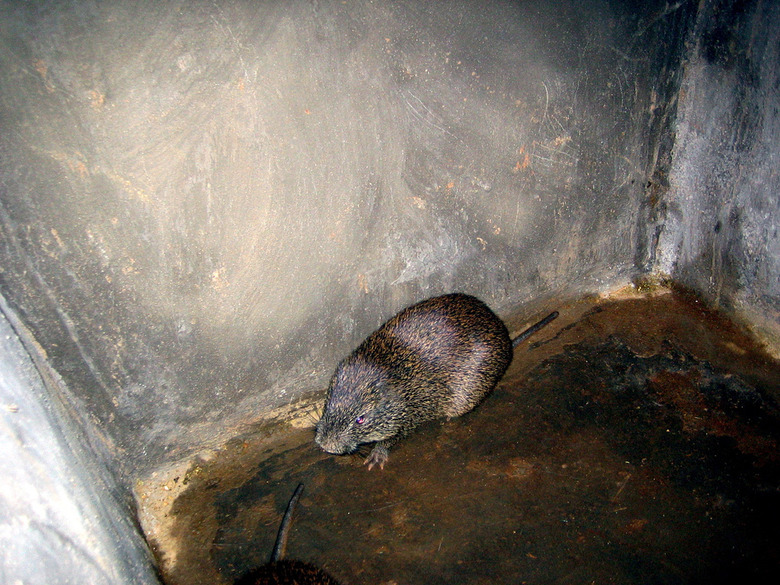 Cane Rat