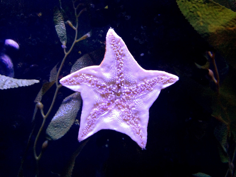 Starfish