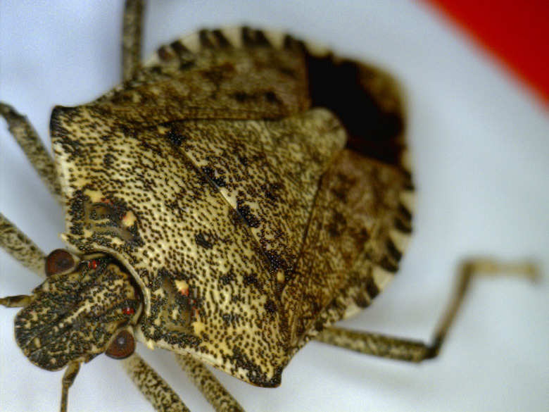 Stinkbugs