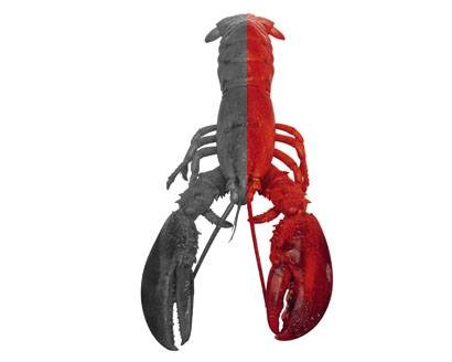 Fake Lobster