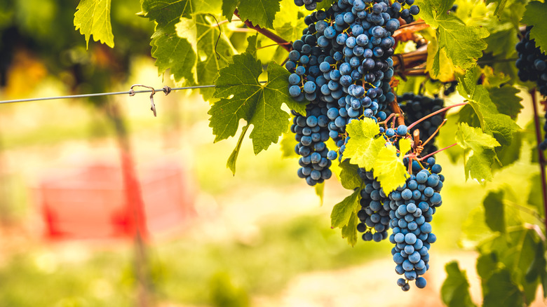 Red wine grapes at vineyard