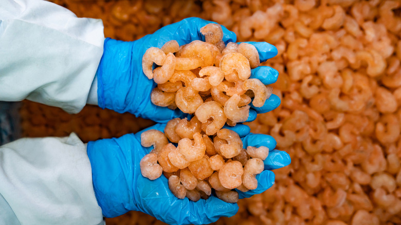 working holding shrimp in gloved hands