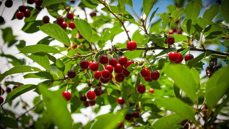 A large group of ripening cherries growing on a tree on a sunny day