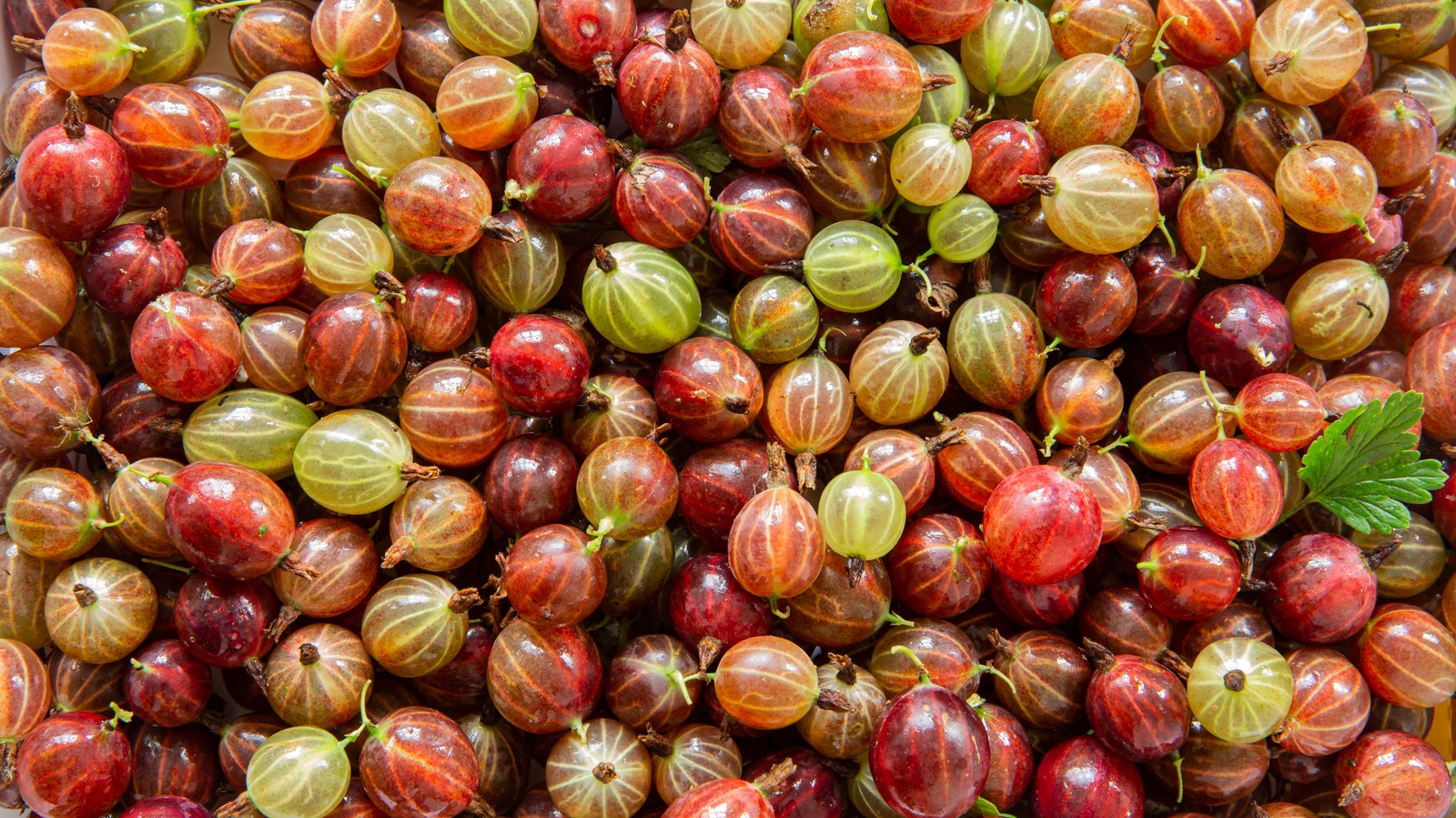 Here's What To Know Before Making HomeCanned Gooseberries