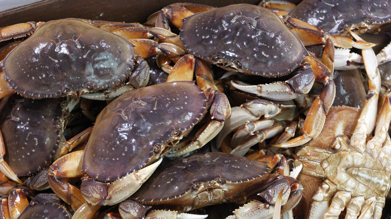 Pile of dungeness crabs