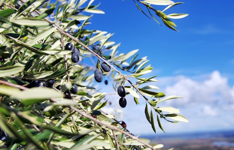 Here&rsquo;s Why You Never Want To Eat A Fresh Raw Olive