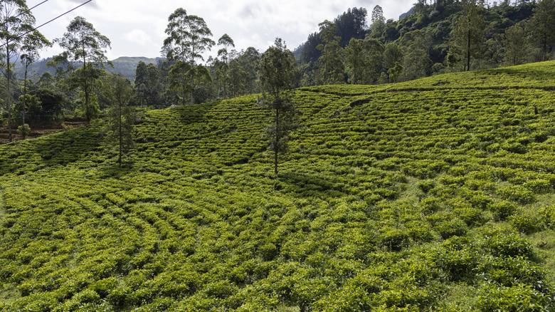 Sri Lankan tea field