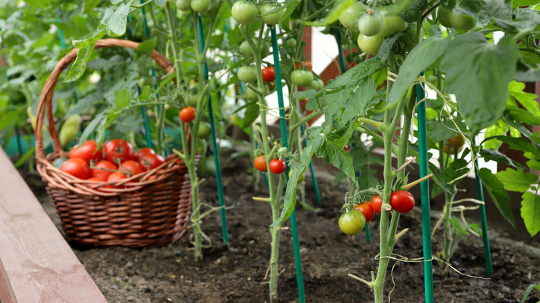 Tomatoes growing in garden and basket of tomatoes