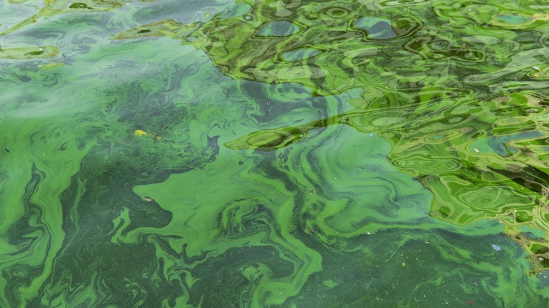 water with algae bloom