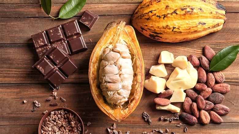 Split open cacao fruit with chocolate 