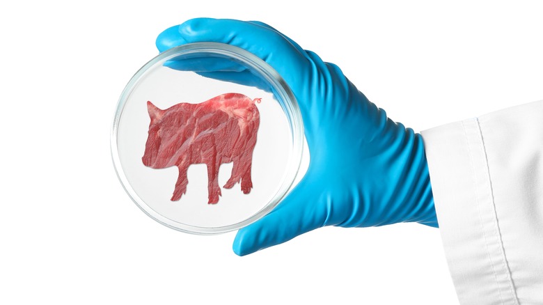 pig silhouette in petri dish