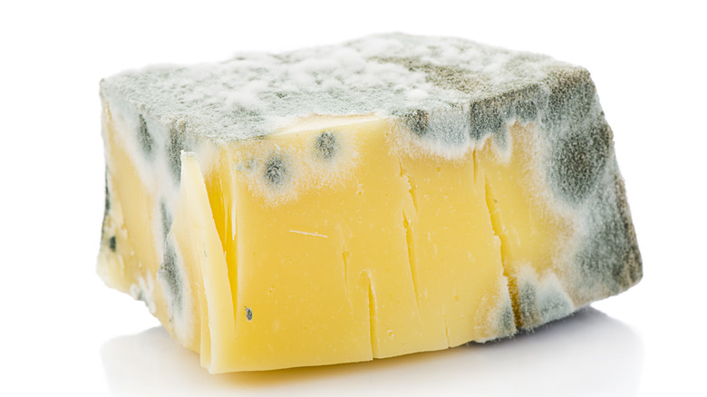 block of moldy cheese