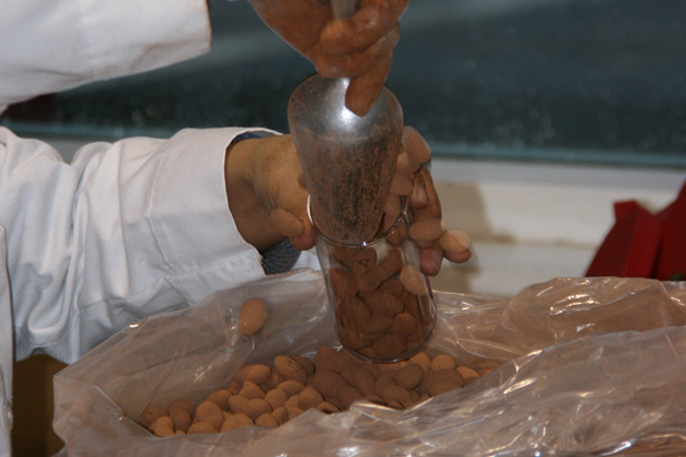 Packaging Chocolates