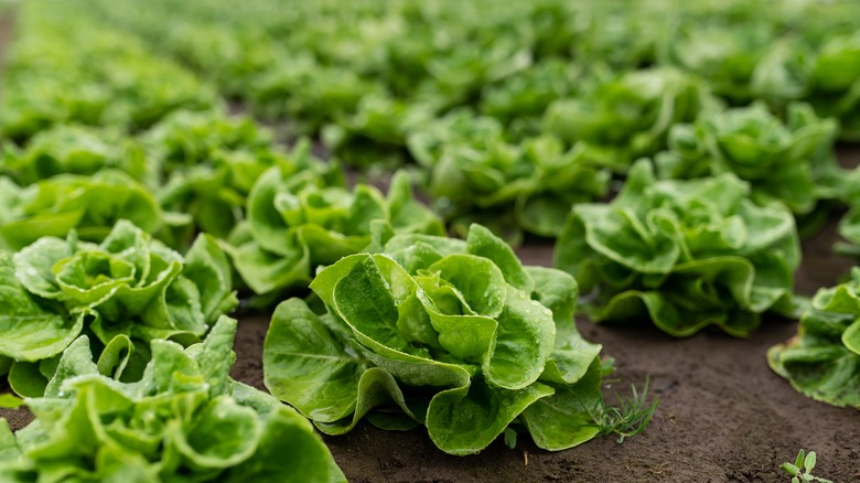 a field of unharvested lettuce heads in soil