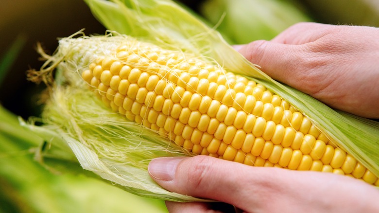 hands peeling back corn husk