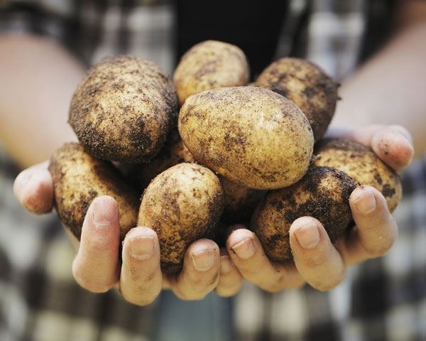 Key Thanksgiving Tips