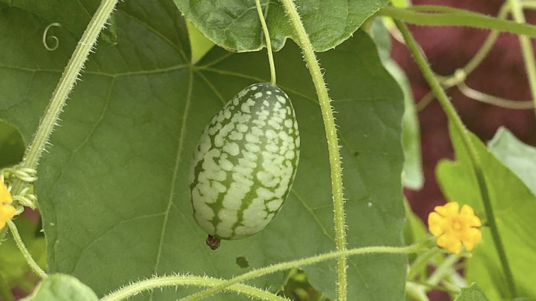 Cucamelon on vine