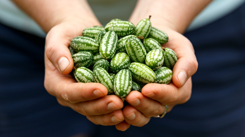 Two hands holding cucamelons