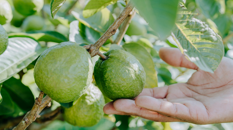 Unripe guava fruits 